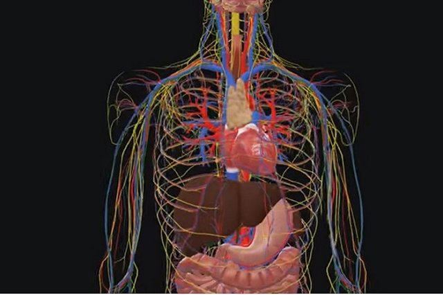 Ученые опровергли принадлежность коронавируса к респираторным заболеваниям