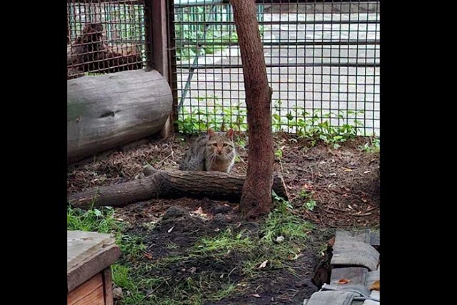 Екатеринбургскому зоопарку подарили лесного кота