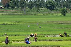 Ученые: Ментальность народов зависит от их посевных культур