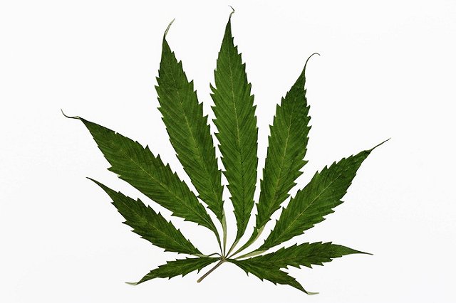 В Полевском полицейские сожгли 10 соток конопли на дачном участке