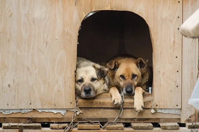 В преддверии Дня влюбленных в Екатеринбурге поженят собак