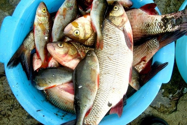 Трое челябинцев задержаны за рыбалку на радиоактивном водоеме