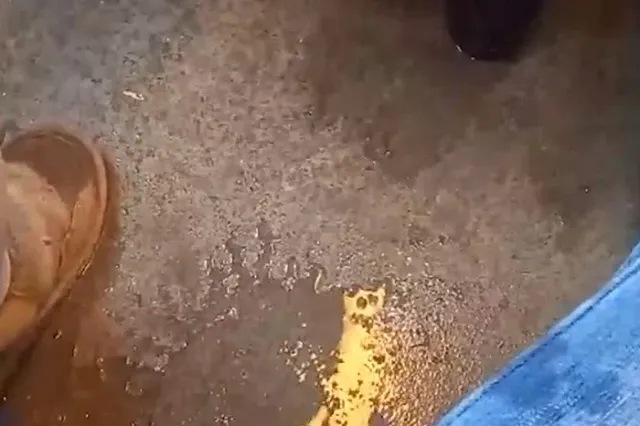 Пассажир «Ласточки» Красноуфимск — Екатеринбург попал под «дождь» внутри электрички