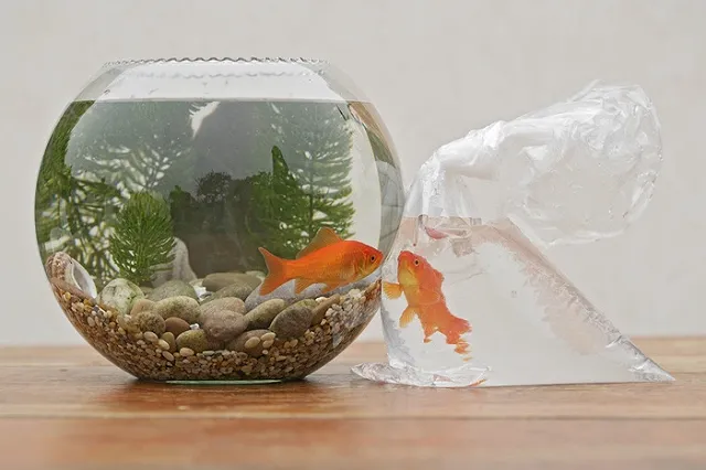 Власти заставят голландца выловить из канала 80 золотых рыбок