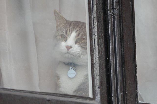 Ассанжа заставили заботиться о коте