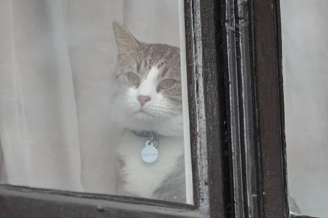 Ассанжа заставили заботиться о коте