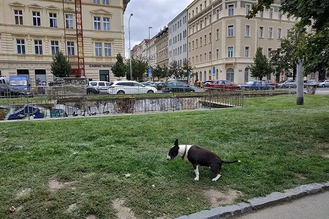 Над Екатеринбургом ставят экскремент. Владельцы собак объяснили, почему за ними не убирают