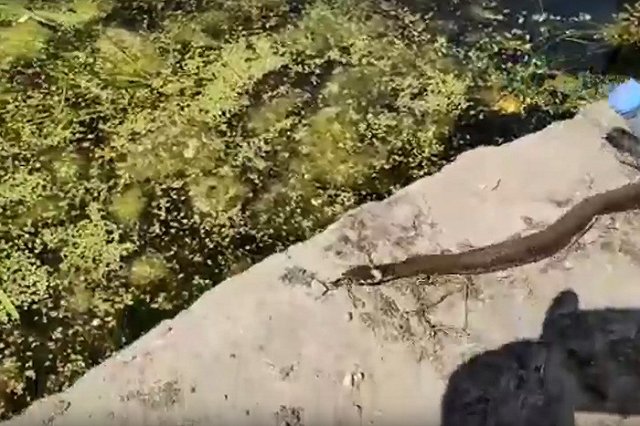 На Урале змея приползла в магазин «Красное &amp; Белое»