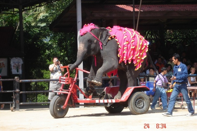 Возможного виновника ДТП с тремя погибшими челябинцами задержали в Таиланде