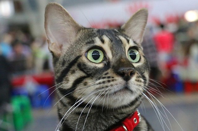 Дмитрий Лошагин завел кошку-фотомодель в колонии в Новой Ляле (ФОТО)