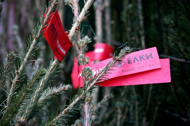 Живее всех живых: в Екатеринбурге открылись базары настоящих ёлок
