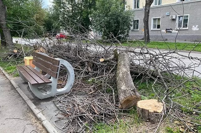 На Уралмаше вместо тополей начали вырубать яблони, клёны и липы