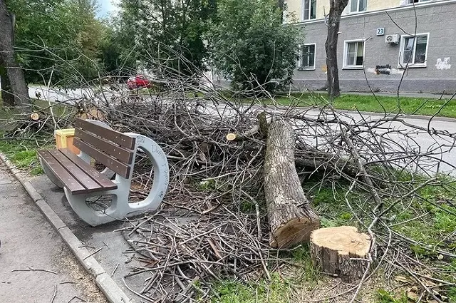 На Уралмаше вместо тополей начали вырубать яблони, клёны и липы