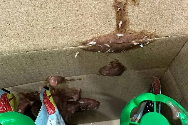 Екатеринбурженка оформила заказ на Ozon и получила его с опарышами