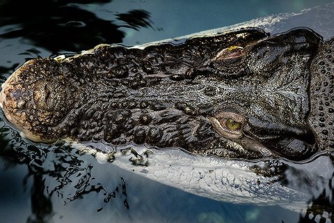 В озере на Крите появился крокодил