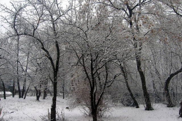 Мэрия Екатеринбурга определила 9 новых зеленых зон, исключающих застройку