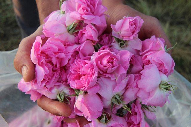 Россияне смогут получить визу в Болгарию за два дня