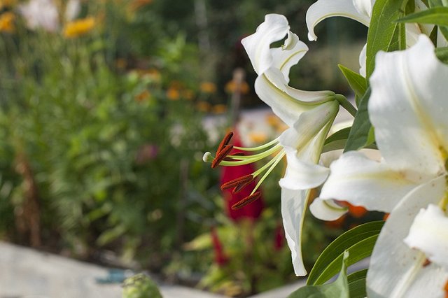 Магнитогорского водителя лишили прав за раздавленную сумку с продуктами