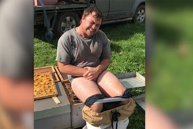 Пчеловод на спор просидел 30 секунд на улье без штанов