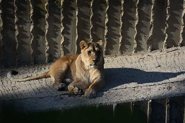 Девочка, на которую набросилась львица в цирке, помещена в кому