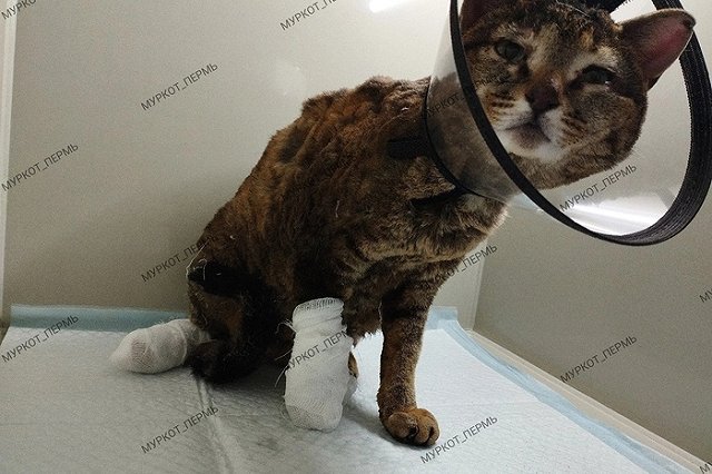 «Его уже уволили». На пермском предприятии заживо сжигали кошек