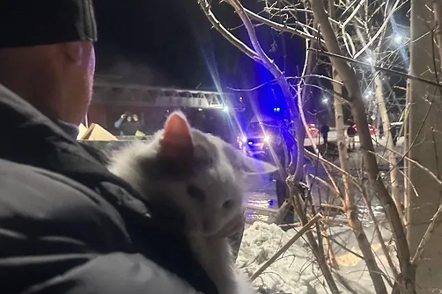 Погибло около десяти животных: под Екатеринбургом сгорел приют для кошек и собак