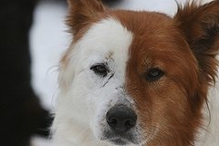 Охотник перепутал чиновника с бродячей собакой