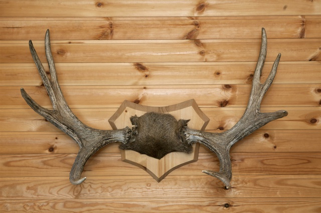 Тюменские браконьеры убивали лосей с параплана