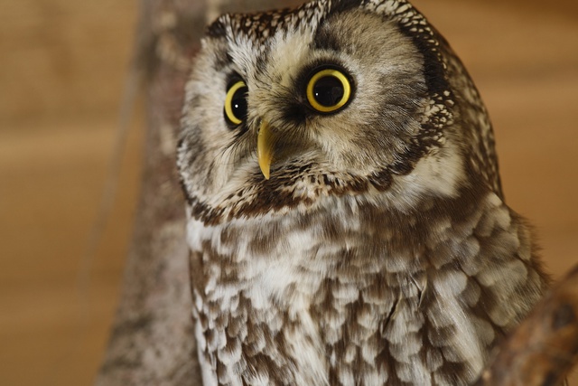 Свердловские совы начали «петь» в преддверии весны