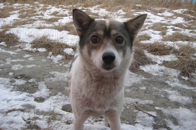 Отпилившего собаке голову бензопилой тюменца отдали под суд