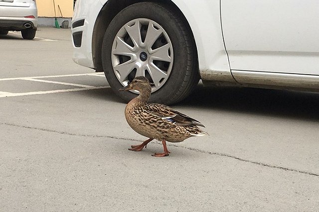 Утка обрадовала свердловских полицейских «рабочим визитом»