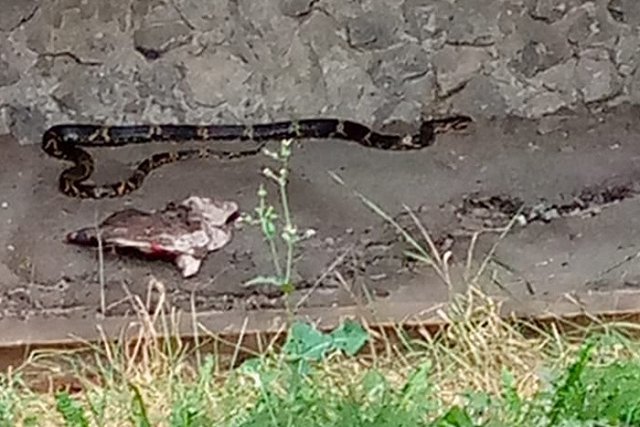 Екатеринбуржцев перепугала гигантская змея