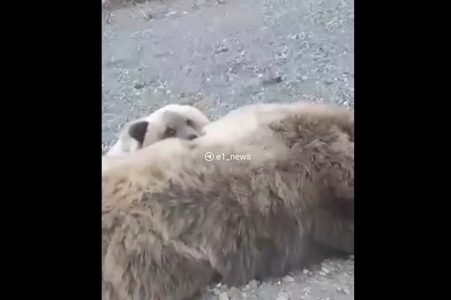 В Екатеринбург привезут с Камчатки маленького медвежонка, потерявшего маму