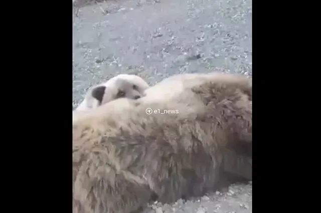 В Екатеринбург привезут с Камчатки маленького медвежонка, потерявшего маму