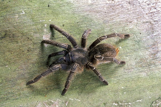 Тарантулы добрались до столицы Зауралья