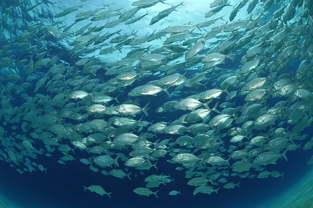 В Тихий океан вернулась скумбрия