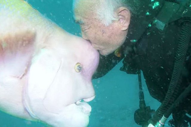 Японец 30 лет дружит с рыбой, чья голова похожа на человеческую