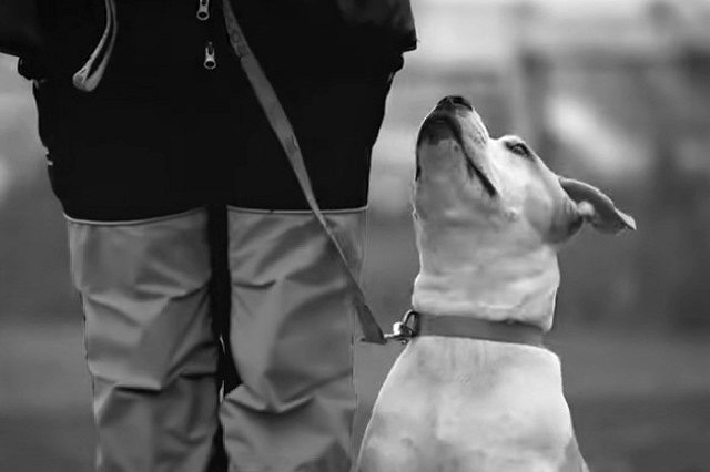 Свердловчанка рассказала о состоянии сына, на которого напали стаффорды