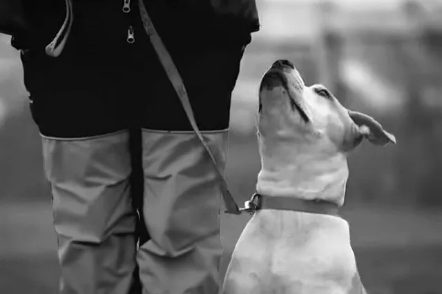 Свердловчанка рассказала о состоянии сына, на которого напали стаффорды