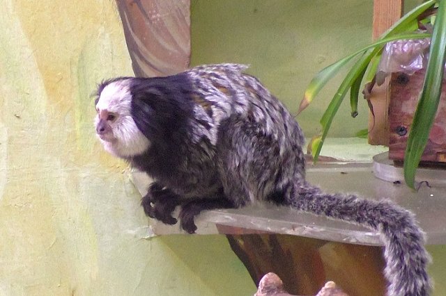 В Екатеринбургский зоопарк приехали Гермионна и Рон Уизли