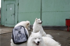 Исследование: собаки узнают лица на фотографиях