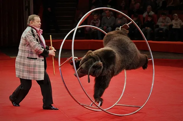 Медведей-алкоголиков из Сочи оставят в реабилитационном центре
