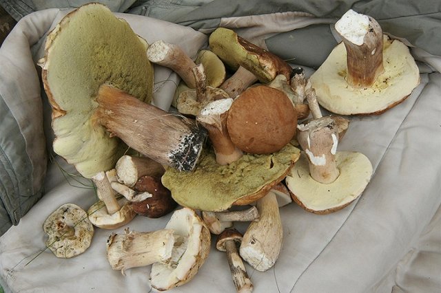 Полиция с помощью SMS нашла двух глухонемых грибников в тайге