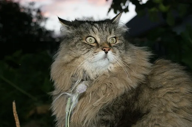 Суд помог владелицам элитных кошек в Екатеринбурге поделить котят