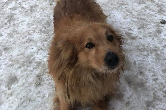 «Мимимишная история»: екатеринбургский журналист взял шефство над бездомной собакой