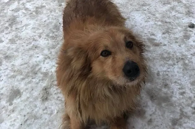 «Мимимишная история»: екатеринбургский журналист взял шефство над бездомной собакой