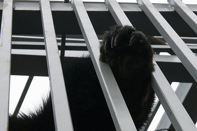 А вы знаете, как выглядит медвежья берлога изнутри?