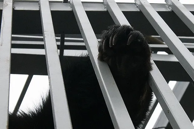 А вы знаете, как выглядит медвежья берлога изнутри?