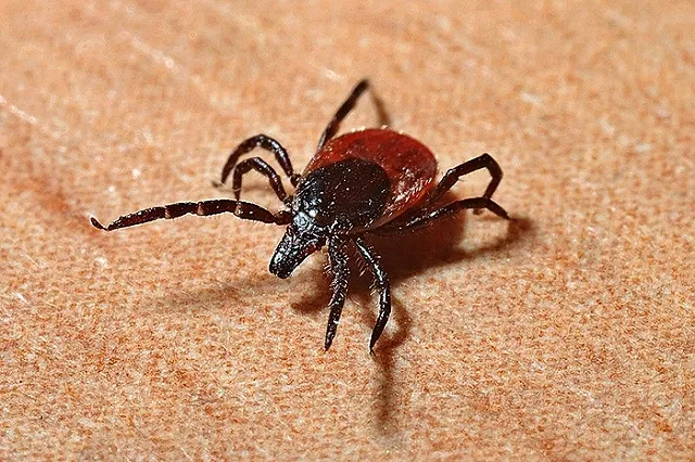 Больше 30 тысяч свердловчан пострадали от нападения клещей в этом сезоне