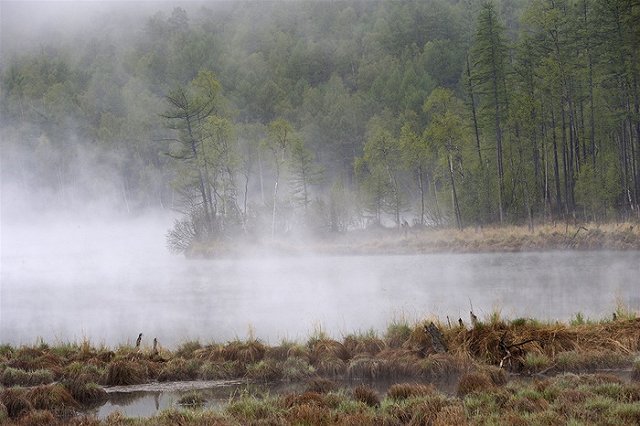 В Сургуте мужчина увяз в болоте в центре города